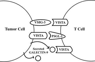 Terminating Cancer by Blocking VISTA as a Novel Immunotherapy: Hasta la vista, baby